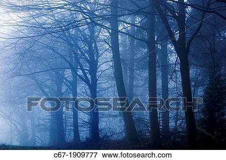 Beeches in Felbrigg Woods Norfolk Winter View Large Photo Image Stock Photo - Beeches in Felbrigg Woods Norfolk Winter. Fotosearch