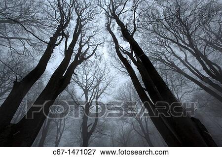 Beeches in winter at Felbrigg Woods Norfolk View Large Photo Image Stock Photo - Beeches in winter at Felbrigg Woods Norfolk. Fotosearch
