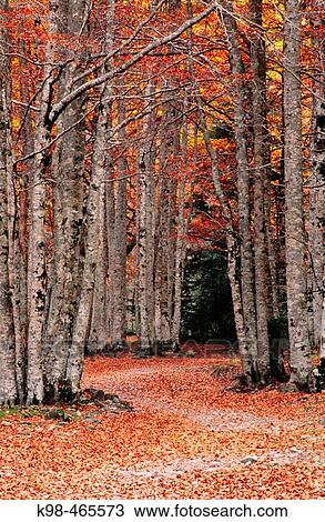 Beechwood (Fagus Sylvatica). Aisclo Valley. Ordesa NP and Monte Perdido. Pyrenees. Huesca province. Aragon. Spain. View Large Photo Image Stock Image - Beechwood (Fagus Sylvatica). Aisclo Valley. Ordesa NP and Monte Perdido. Pyrenees. Huesca province. Aragon. Spain.. Fotosearch