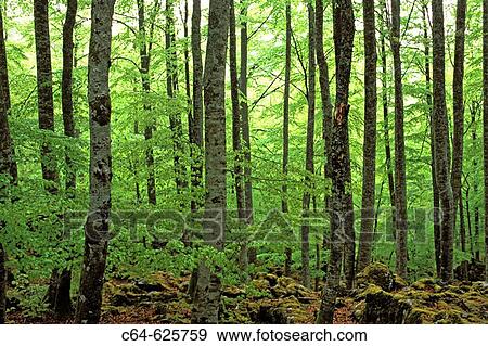Beechwood (Fagus sylvatica). Basque Country. Spain View Large Photo Image Stock Photo - Beechwood (Fagus sylvatica). Basque Country. Spain. Fotosearch