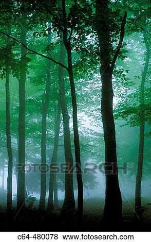 Beechwood (Fagus sylvatica). Montseny. Catalonia. Spain View Large Photo Image Stock Photo - Beechwood (Fagus sylvatica). Montseny. Catalonia. Spain. Fotosearch