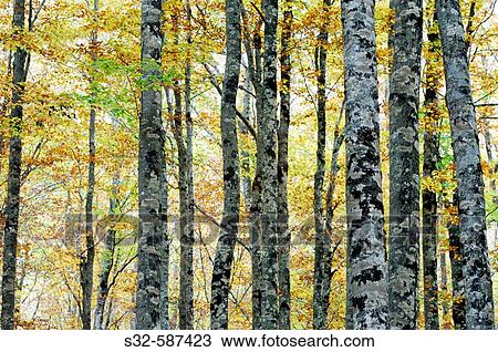 Beechwood (Fagus sylvatica). Ordesa and Monte Perdido National Park, Huesca province, Aragon, Spain View Large Photo Image Stock Image - Beechwood (Fagus sylvatica). Ordesa and Monte Perdido National Park, Huesca province, Aragon, Spain. Fotosearch