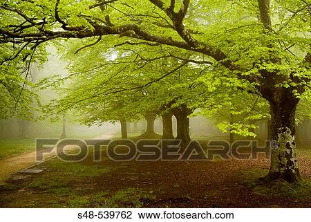 Stock Image - Beechwood (Fagus sylvatica). Urkiola National Park. Vizcaya province. Spain.. Fotosearch