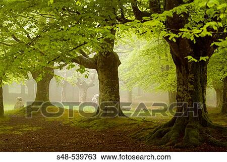 Beechwood (Fagus sylvatica). Urkiola National Park. Vizcaya province. Spain. View Large Photo Image Stock Image - Beechwood (Fagus sylvatica). Urkiola National Park. Vizcaya province. Spain.. Fotosearch