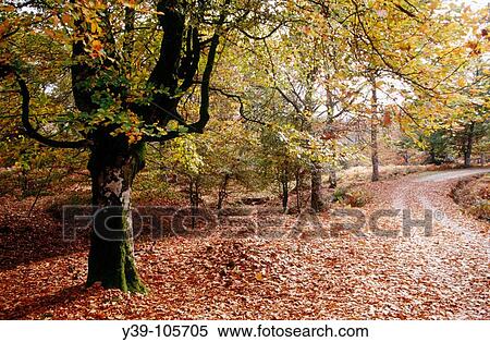 Beechwood, Gorbea Natural Park.? lava-Biscay, Euskadi, Spain View Large Photo Image Stock Photography - Beechwood, Gorbea Natural Park.? lava-Biscay, Euskadi, Spain. Fotosearch