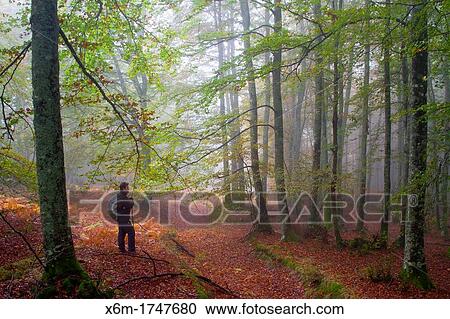 Stock Image - Beechwood in autumn Gorbeia Natural Park Alava, Spain. Fotosearch
