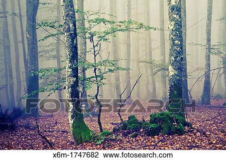 Stock Image - Beechwood in autumn Gorbeia Natural Park Alava, Spain. Fotosearch