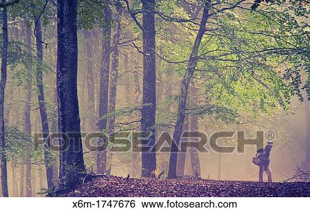 Stock Photograph - Beechwood in autumn Gorbeia Natural Park Alava, Spain. Fotosearch