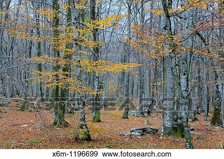 Beechwood in autumn Monte Santiago Natural Monument Las Merindades County Burgos, Castile and Leon, Spain, Europe View Large Photo Image Stock Photo - Beechwood in autumn Monte Santiago Natural Monument Las Merindades County Burgos, Castile and Leon, Spain, Europe. Fotosearch