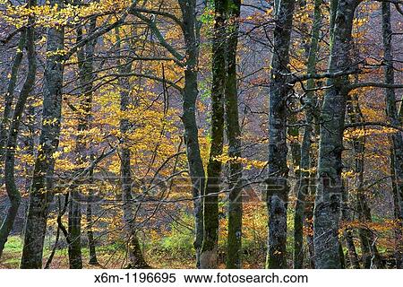 Beechwood in autumn Monte Santiago Natural Monument Las Merindades County Burgos, Castile and Leon, Spain, Europe View Large Photo Image Stock Photography - Beechwood in autumn Monte Santiago Natural Monument Las Merindades County Burgos, Castile and Leon, Spain, Europe. Fotosearch