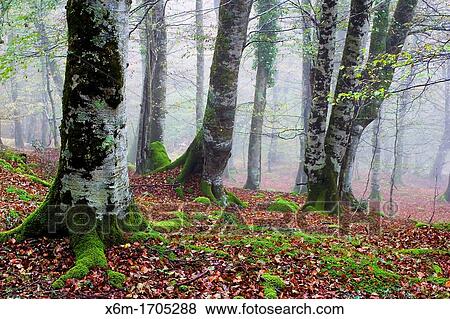 beechwood in autumn Saja-Besaya Natural Park Cabuerniga valley Cantabria, Spain View Large Photo Image Stock Photo - beechwood in autumn Saja-Besaya Natural Park Cabuerniga valley Cantabria, Spain. Fotosearch