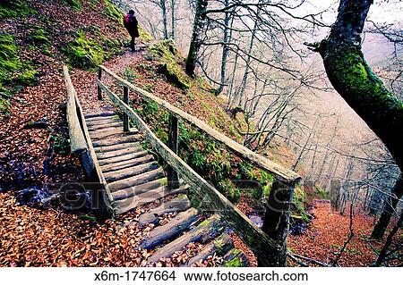 Beechwood in Cascada del Taballon route Redes Natural Park Asturias Spain View Large Photo Image Picture - Beechwood in Cascada del Taballon route Redes Natural Park Asturias Spain. Fotosearch