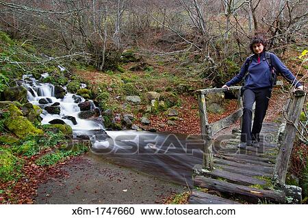 Stock Image - Beechwood in Cascada del Taballon route Redes Natural Park Asturias Spain. Fotosearch