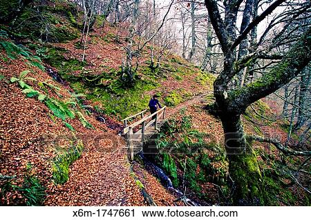 Stock Image - Beechwood in Cascada del Taballon route Redes Natural Park Asturias Spain. Fotosearch