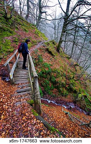 Stock Image - Beechwood in Cascada del Taballon route Redes Natural Park Asturias Spain. Fotosearch