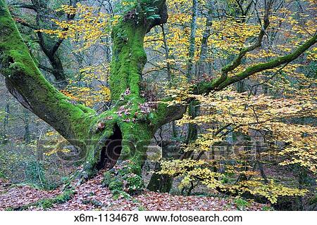 beechwood in fall Ucieda Valley Ruente Cabuerniga Valley Saja-Besaya Natural Park, Cantabria, Spain, Europe View Large Photo Image Stock Photo - beechwood in fall Ucieda Valley Ruente Cabuerniga Valley Saja-Besaya Natural Park, Cantabria, Spain, Europe. Fotosearch