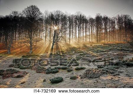 Beechwood in fog at sunrise, Sierra de Aralar Natural Park. Navarra, Spain View Large Photo Image Stock Photo - Beechwood in fog at sunrise, Sierra de Aralar Natural Park. Navarra, Spain. Fotosearch