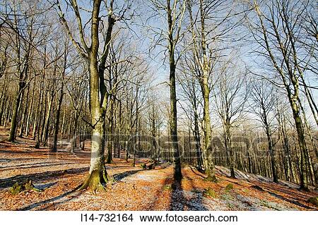Beechwood in winter, Aitzkorri Natural Park. Guipuzcoa, Basque Country, Spain View Large Photo Image Picture - Beechwood in winter, Aitzkorri Natural Park. Guipuzcoa, Basque Country, Spain. Fotosearch