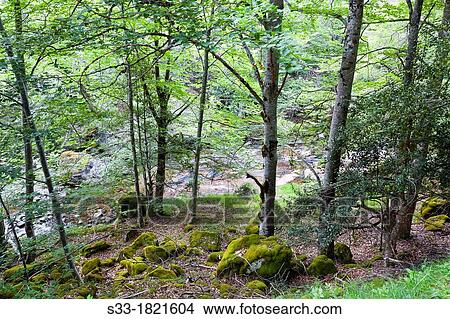 Beechwood near Puente Ra stream in Villoslada de Cameros Natural Park of Sierra Cebollera Logroo La Rioja Spain View Large Photo Image Picture - Beechwood near Puente Ra stream in Villoslada de Cameros Natural Park of Sierra Cebollera Logroo La Rioja Spain. Fotosearch