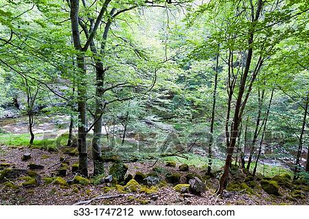 Beechwood near Puente Ra stream in Villoslada de Cameros Natural Park of Sierra Cebollera Logroo La Rioja Spain View Large Photo Image Stock Image - Beechwood near Puente Ra stream in Villoslada de Cameros Natural Park of Sierra Cebollera Logroo La Rioja Spain. Fotosearch