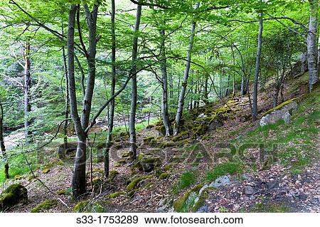 Beechwood near Puente Ra stream in Villoslada de Cameros Natural Park of Sierra Cebollera Logroo La Rioja Spain View Large Photo Image Stock Photo - Beechwood near Puente Ra stream in Villoslada de Cameros Natural Park of Sierra Cebollera Logroo La Rioja Spain. Fotosearch