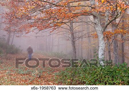 Beechwood of La Grevolosa - Fageda de la Grevolosa -, La Garrotxa, Girona, Spain. View Large Photo Image Stock Image - Beechwood of La Grevolosa - Fageda de la Grevolosa -, La Garrotxa, Girona, Spain.. Fotosearch