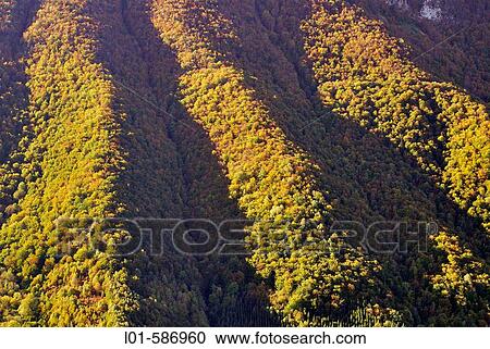 Beechwood. Parc National des Pyr? n? es Occidentales. France. View Large Photo Image Stock Image - Beechwood. Parc National des Pyr? n? es Occidentales. France.. Fotosearch