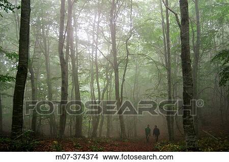 Beechwood. Roncesvalles. Navarre. Spain View Large Photo Image Picture - Beechwood. Roncesvalles. Navarre. Spain. Fotosearch