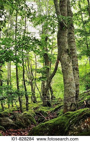 Beechwood, Sierra de Aralar Natural Park, Navarre, Spain View Large Photo Image Picture - Beechwood, Sierra de Aralar Natural Park, Navarre, Spain. Fotosearch