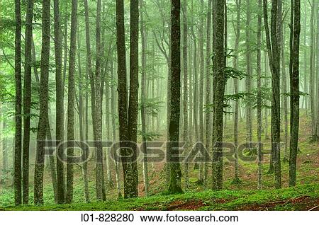 Beechwood, Sierra de Aralar Natural Park, Navarre, Spain View Large Photo Image Stock Image - Beechwood, Sierra de Aralar Natural Park, Navarre, Spain. Fotosearch