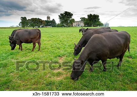 Beef cattle grazing in the pasture in front of farm, Kennedyville Maryland USA View Large Photo Image Stock Image - Beef cattle grazing in the pasture in front of farm, Kennedyville Maryland USA. Fotosearch