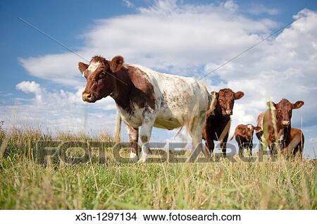 Beef cattle in Hookstown, PA View Large Photo Image Picture - Beef cattle in Hookstown, PA. Fotosearch