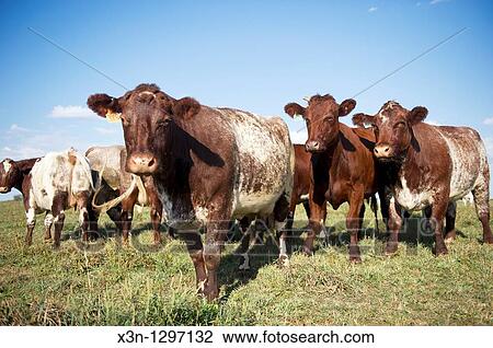 Stock Image - Beef cattle in Hookstown, PA. Fotosearch