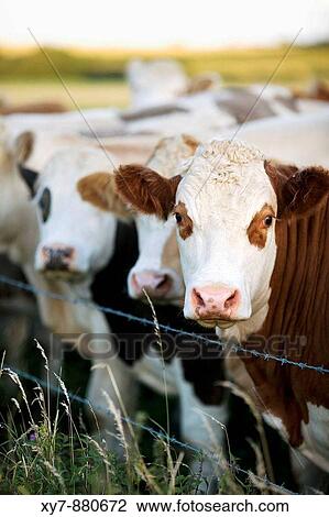 Stock Image - Beef cattle stand in a Buckinghamshire field at dusk. Fotosearch