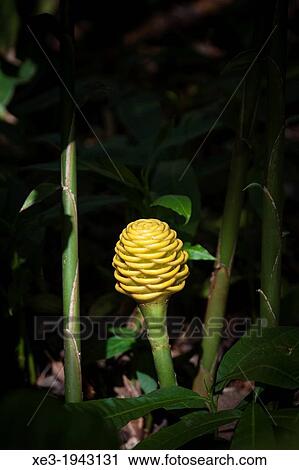 Stock Image - Beehive Ginger plant, Oahu, Hawaii.. Fotosearch