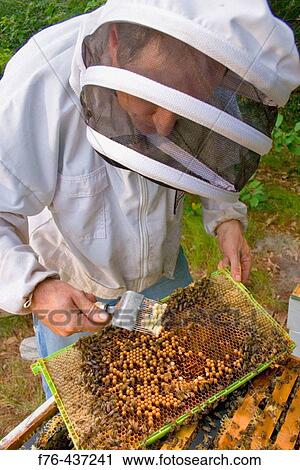Beekeeper checking a drone frame (green) for larvae with mite infestation. (using an uncapping fork). No mites are apparent here. there would be a brown spot on the larvae if a mite were present. View Large Photo Image Stock Image - Beekeeper checking a drone frame (green) for larvae with mite infestation. (using an uncapping fork). No mites are apparent here. there would be a brown spot on the larvae if a mite were present.. Fotosearch