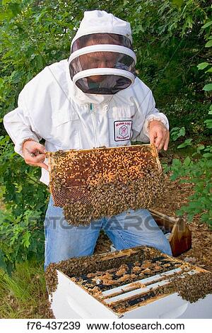 Beekeeper examining comb from the brood chamber of hive. The frame has capped brood and eggs. This short frame has drone brood on the bottom, which the beekeeper can remove if it becomes mite infested. View Large Photo Image Stock Photo - Beekeeper examining comb from the brood chamber of hive. The frame has capped brood and eggs. This short frame has drone brood on the bottom, which the beekeeper can remove if it becomes mite infested.. Fotosearch