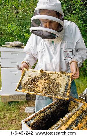 Beekeeper inspecting frame with worker bee brood (tight pattern in center indicates a quality queen) View Large Photo Image Stock Image - Beekeeper inspecting frame with worker bee brood (tight pattern in center indicates a quality queen). Fotosearch