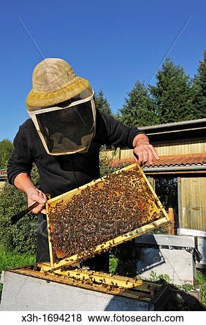 beekeeper, La Miellerie, Beurrieres, Livradois-Forez Regional Nature Park, Puy-de Dome department, Auvergne region, France, Europe View Large Photo Image Stock Photo - beekeeper, La Miellerie, Beurrieres, Livradois-Forez Regional Nature Park, Puy-de Dome department, Auvergne region, France, Europe. Fotosearch