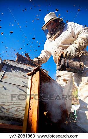 Beekeepers working. Colmenar, Axarquia, Malaga, Andalucia, Spain. View Large Photo Image Stock Image - Beekeepers working. Colmenar, Axarquia, Malaga, Andalucia, Spain.. Fotosearch