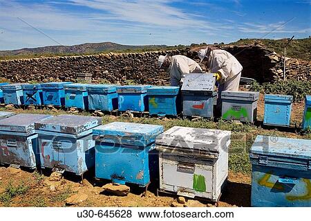 Beekeepers working with hives. Beekeeping in the Arribes del Duero Natural Park. Hinojosa del Duero. Salamanca. Castilla y Leon. Spain. View Large Photo Image Stock Photo - Beekeepers working with hives. Beekeeping in the Arribes del Duero Natural Park. Hinojosa del Duero. Salamanca. Castilla y Leon. Spain.. Fotosearch