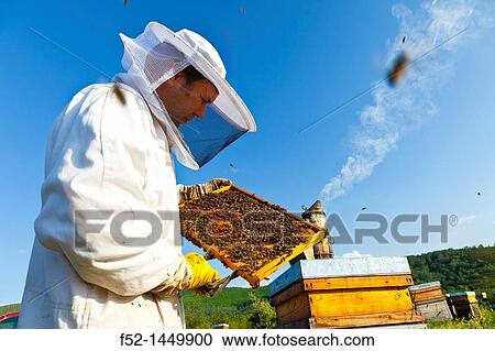 Beekeeping or apiculture, Garciaz, Las Villuercas, Caceres, Extremadura, Spain, Europe. View Large Photo Image Stock Image - Beekeeping or apiculture, Garciaz, Las Villuercas, Caceres, Extremadura, Spain, Europe.. Fotosearch