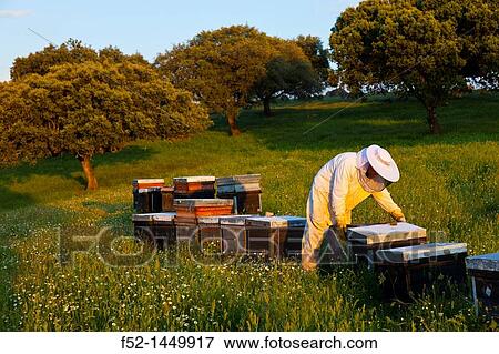 Beekeeping or apiculture, Garciaz, Las Villuercas, Caceres, Extremadura, Spain, Europe. View Large Photo Image Stock Photo - Beekeeping or apiculture, Garciaz, Las Villuercas, Caceres, Extremadura, Spain, Europe.. Fotosearch
