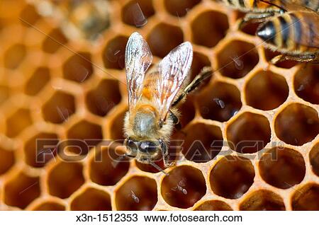 Bees on honeycomb View Large Photo Image Stock Image - Bees on honeycomb. Fotosearch