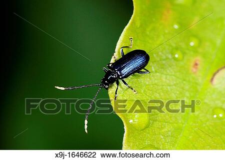 Beetle, blue color of Beetle, borneo View Large Photo Image Stock Image - Beetle, blue color of Beetle, borneo. Fotosearch