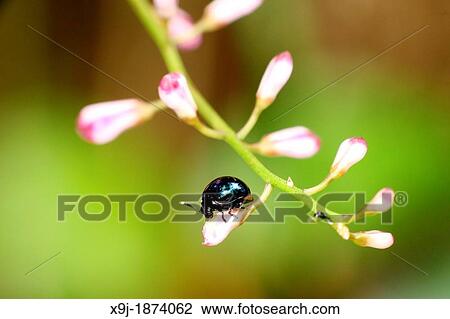 Beetle, blue color of Beetle, borneo View Large Photo Image Stock Image - Beetle, blue color of Beetle, borneo. Fotosearch