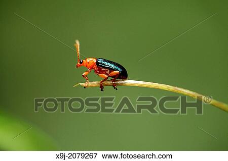 Beetle, borneo. View Large Photo Image Stock Photo - Beetle, borneo.. Fotosearch