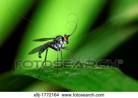 Beetle, Fly, borneo. View Large Photo Image Picture - Beetle, Fly, borneo.. Fotosearch