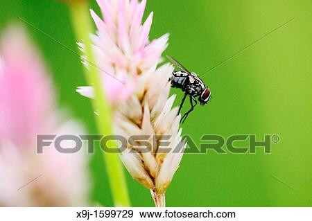 Beetle, Fly, Borneo View Large Photo Image Stock Photo - Beetle, Fly, Borneo. Fotosearch