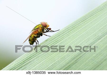 Beetle, Fly View Large Photo Image Stock Photography - Beetle, Fly. Fotosearch